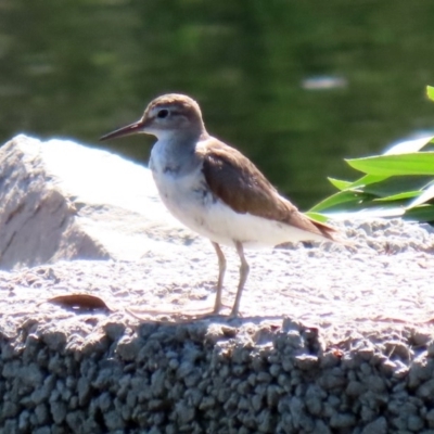 Actitis hypoleucos (Common Sandpiper) at Tuggeranong Creek to Monash Grassland - 4 Oct 2020 by RodDeb