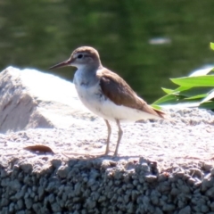 Actitis hypoleucos (Common Sandpiper) at Isabella Pond - 4 Oct 2020 by RodDeb