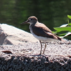 Actitis hypoleucos at Monash, ACT - 4 Oct 2020