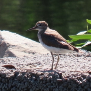 Actitis hypoleucos at Monash, ACT - 4 Oct 2020