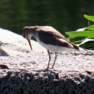 Actitis hypoleucos at Monash, ACT - 4 Oct 2020