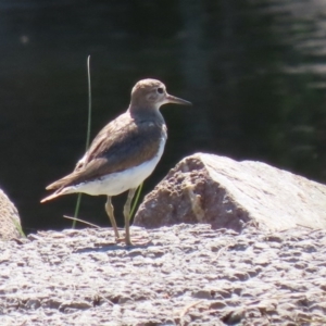 Actitis hypoleucos at Monash, ACT - 4 Oct 2020