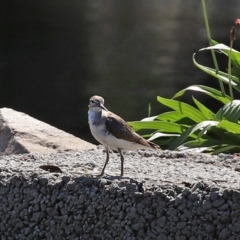 Actitis hypoleucos at Monash, ACT - 4 Oct 2020