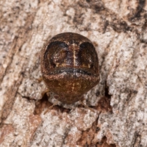 Aphylum sp. (genus) at Melba, ACT - 3 Oct 2020