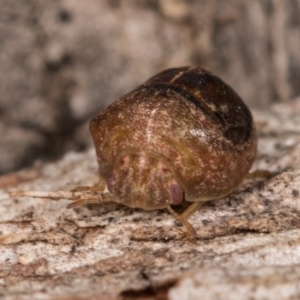 Aphylum sp. (genus) at Melba, ACT - 3 Oct 2020