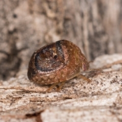 Aphylum sp. (genus) at Melba, ACT - 3 Oct 2020