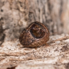 Aphylum sp. (genus) at Melba, ACT - 3 Oct 2020