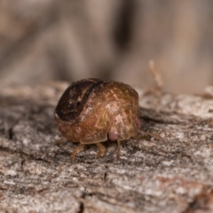 Aphylum sp. (genus) at Melba, ACT - 3 Oct 2020 12:55 PM