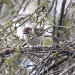 Pyrrholaemus sagittatus (Speckled Warbler) at The Pinnacle - 20 Sep 2020 by Alison Milton