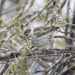 Pyrrholaemus sagittatus at Holt, ACT - 20 Sep 2020