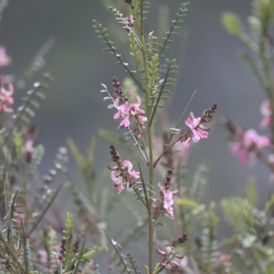Indigofera adesmiifolia (Tick Indigo) at Red Hill, ACT - 21 Sep 2020 by AlisonMilton