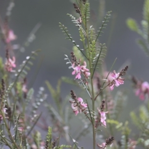 Indigofera adesmiifolia at Red Hill, ACT - 21 Sep 2020 08:46 AM