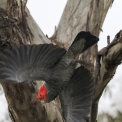 Callocephalon fimbriatum (Gang-gang Cockatoo) at Red Hill Nature Reserve - 20 Sep 2020 by AlisonMilton