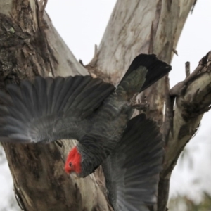 Callocephalon fimbriatum at Deakin, ACT - 21 Sep 2020