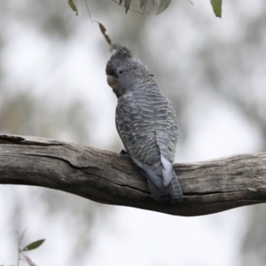 Callocephalon fimbriatum at Deakin, ACT - 21 Sep 2020