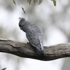 Callocephalon fimbriatum at Deakin, ACT - 21 Sep 2020