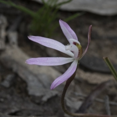 Caladenia fuscata (Dusky Fingers) at Bruce, ACT - 12 Sep 2020 by AlisonMilton
