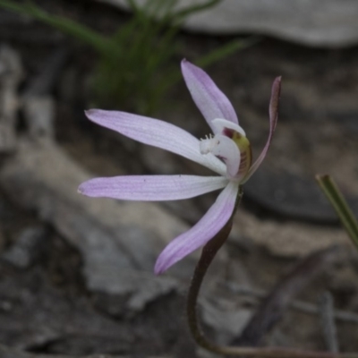 Caladenia fuscata (Dusky Fingers) at Bruce, ACT - 13 Sep 2020 by AlisonMilton
