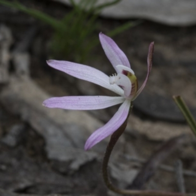 Caladenia fuscata (Dusky Fingers) at Black Mountain - 12 Sep 2020 by AlisonMilton