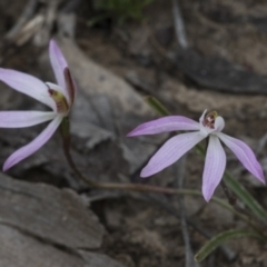 Caladenia fuscata at Bruce, ACT - 13 Sep 2020