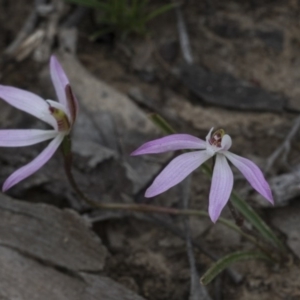 Caladenia fuscata at Bruce, ACT - 13 Sep 2020