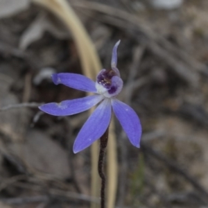 Cyanicula caerulea at Bruce, ACT - suppressed