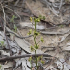 Drosera (genus) (A Sundew) at Bruce, ACT - 13 Sep 2020 by AlisonMilton
