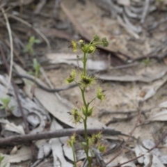 Drosera sp. (A Sundew) at Black Mountain - 12 Sep 2020 by AlisonMilton