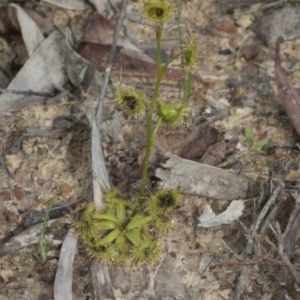 Drosera sp. at Bruce, ACT - 13 Sep 2020