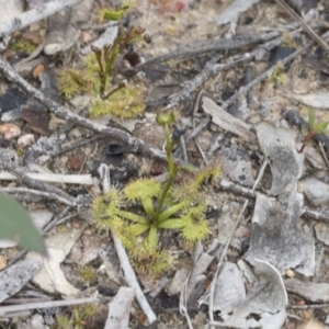 Drosera sp. at Bruce, ACT - 13 Sep 2020