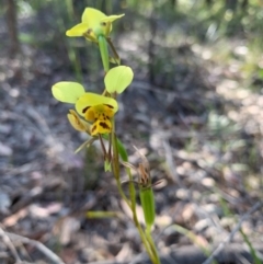 Diuris sulphurea (Tiger Orchid) at Tomerong State Forest - 1 Oct 2020 by AndrewB