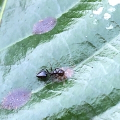 Crematogaster sp. (genus) at Berry, NSW - 4 Oct 2020