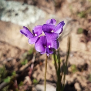 Swainsona sp. at Conder, ACT - 4 Oct 2020