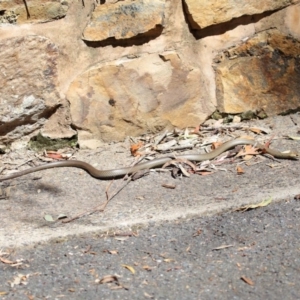 Pseudonaja textilis at Acton, ACT - 4 Oct 2020 12:13 PM