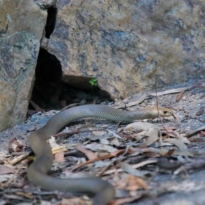 Pseudonaja textilis at Acton, ACT - 4 Oct 2020 12:13 PM