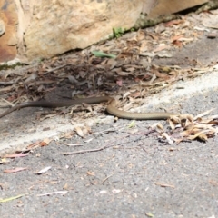 Pseudonaja textilis at Acton, ACT - 4 Oct 2020 12:13 PM