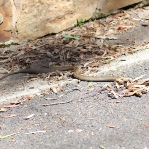 Pseudonaja textilis at Acton, ACT - 4 Oct 2020