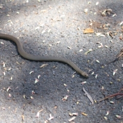 Pseudonaja textilis at Acton, ACT - 4 Oct 2020 12:13 PM