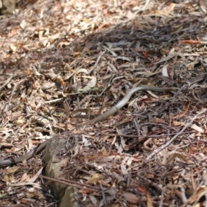 Pseudonaja textilis at Acton, ACT - 4 Oct 2020