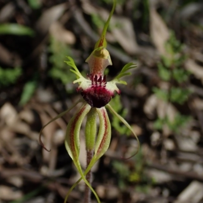 Caladenia atrovespa (Green-comb Spider Orchid) at Black Mountain - 2 Oct 2020 by BronClarke