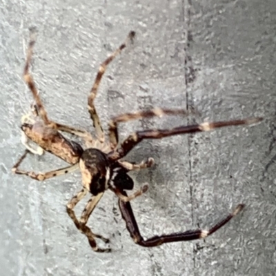 Helpis minitabunda (Threatening jumping spider) at Black Range, NSW - 4 Oct 2020 by Steph H