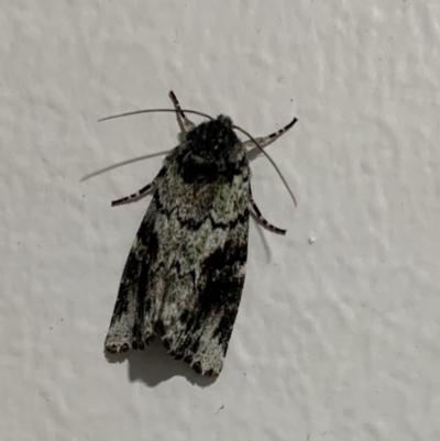 Prometopus inassueta (Green-tinged Moth) at Black Range, NSW - 4 Oct 2020 by StephH