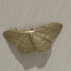 Scopula (genus) (A Wave moth (Sterrhinae)) at Black Range, NSW - 5 Oct 2020 by StephH