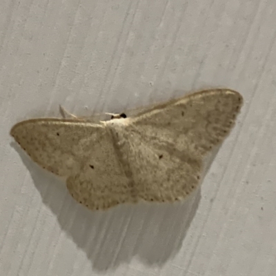 Scopula sp. (Wave) at Black Range, NSW - 5 Oct 2020 by Steph H