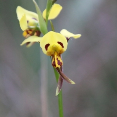 Diuris sulphurea (Tiger Orchid) at Broulee Moruya Nature Observation Area - 4 Oct 2020 by LisaH