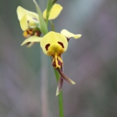 Diuris sulphurea (Tiger Orchid) at Moruya, NSW - 4 Oct 2020 by LisaH