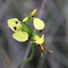 Diuris sulphurea at Moruya, NSW - suppressed