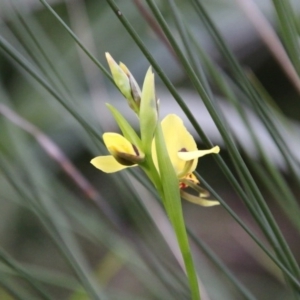 Diuris sulphurea at Moruya, NSW - 5 Oct 2020