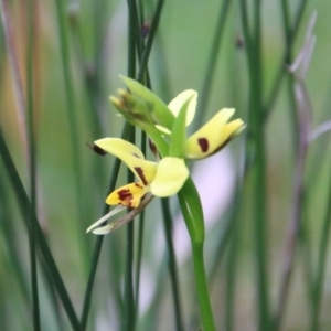 Diuris sulphurea at Moruya, NSW - 5 Oct 2020