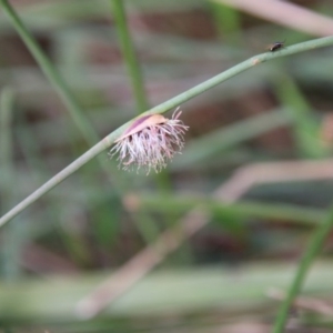 Chorizandra cymbaria at suppressed - 5 Oct 2020